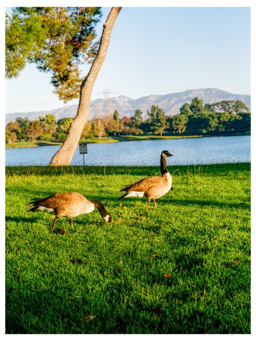 Kodak Kodacolor 200 Плівкова Фотографія