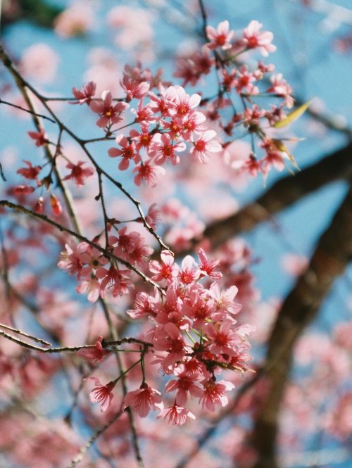 Kodak Kodacolor 200 огляд плівки