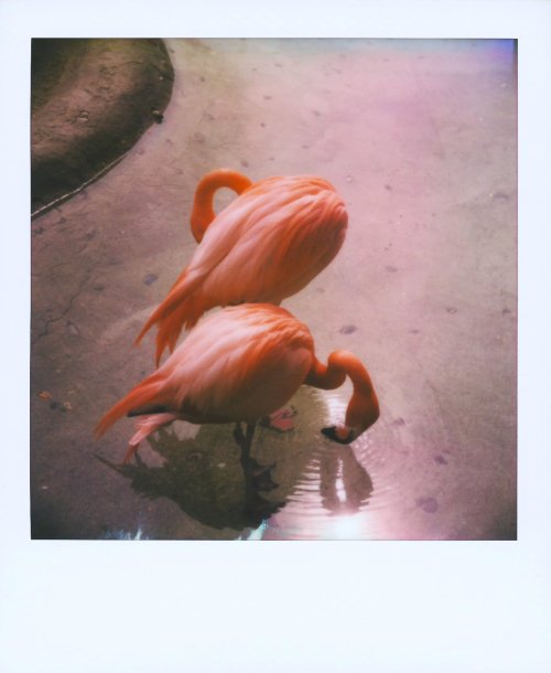 Polaroid 600  24 кадри плівка для Polaroid 636