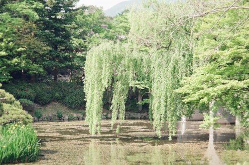  Canon Prima Super 130