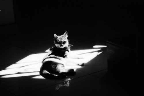 Lomography Earl Grey B&W ISO 100
