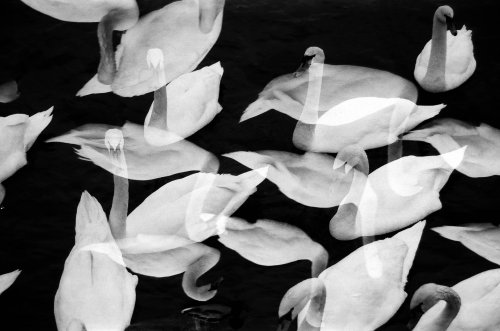 Lomography Earl Grey B&W ISO 100 EOS 300