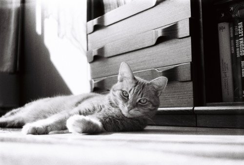 Lomography Earl Grey B&W ISO 100 Lomo Smena 8M