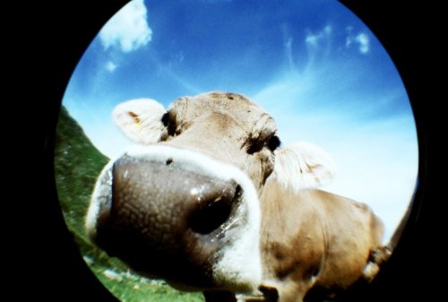 Fisheye2 White Knight