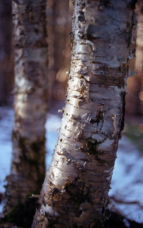 kodak 200 плівка купити Україна 