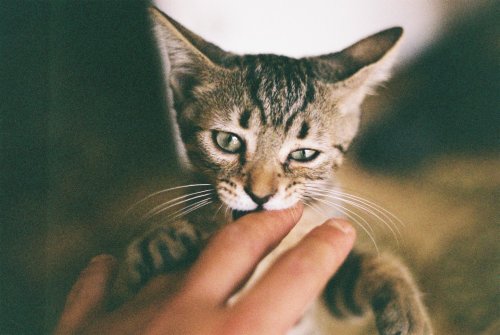 Zenit 12