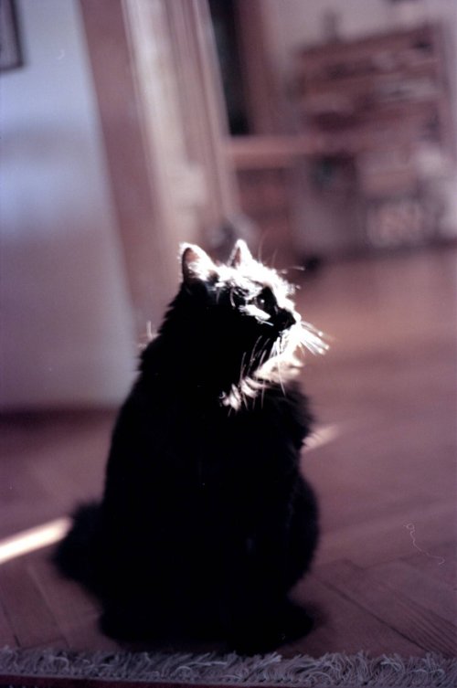 Konica Autoreflex T3