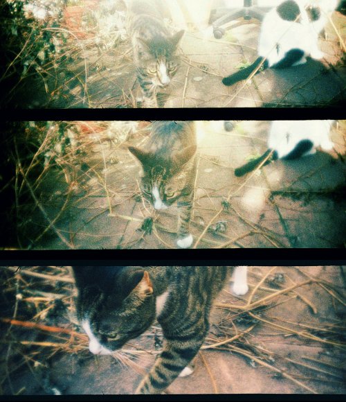 ЛомоКино (LomoKino)