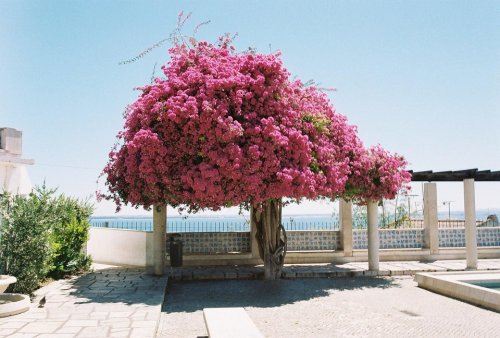 Nikon EL2 Portra 400 35мм