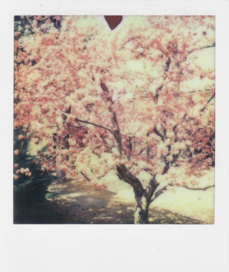 PX 70 Color Shade Cool