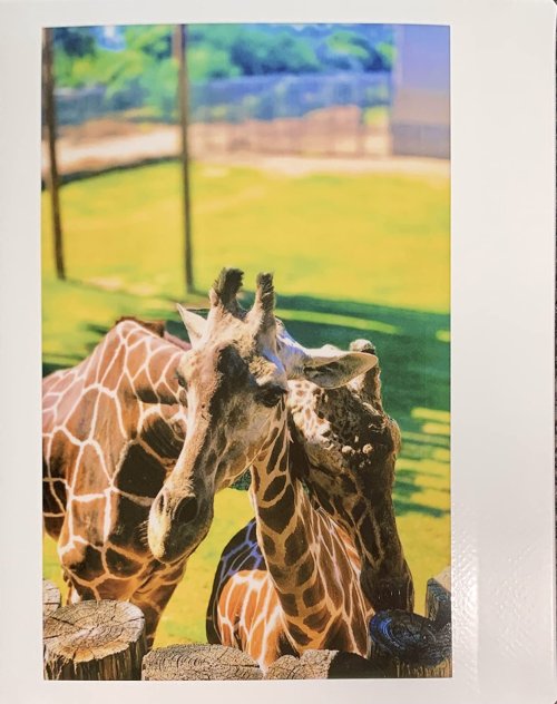 Printer Fujifilm Instax Link Wide 