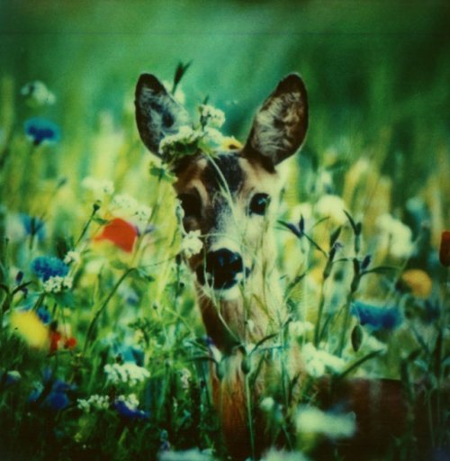 Касета SX-70 color