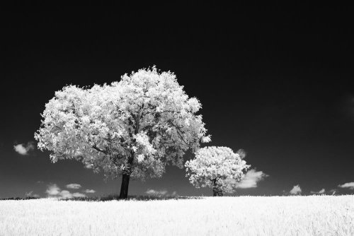 rollei infrared 400 - mamiya rb67