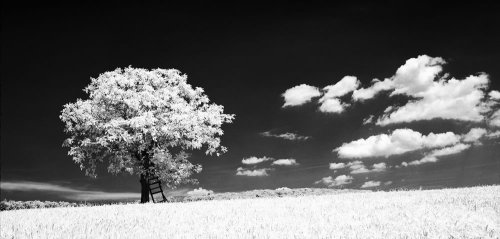 rollei infrared 400 - mamiya rb67