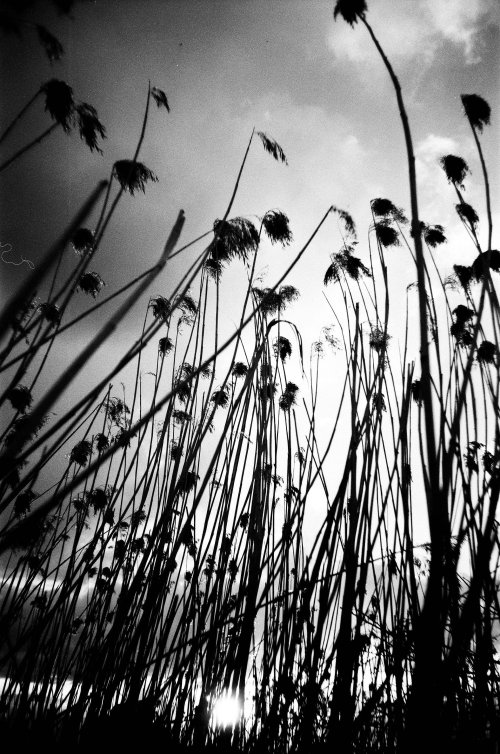 Agfa Aviphot PAN 200