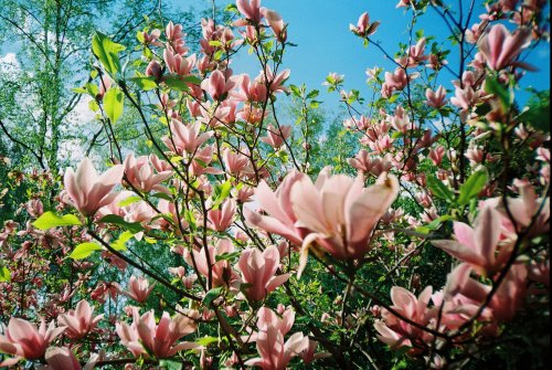 Fujicolor 200