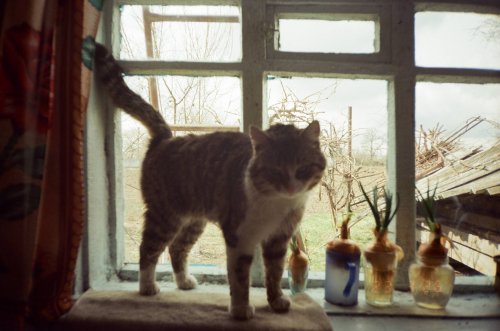 KODAK VISION3 250D