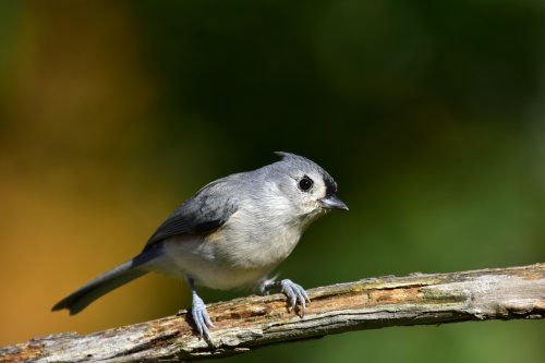 6000x4000 1/800 sec f5.6 0.0 EV 500.0 mm focal length ISO 200